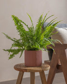 Boston-Fern-40cm-Runic-Old-Red-Plntd-Lifestyle-28