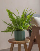 Boston-Fern-40cm-Runic-Slate-Green-Plntd-Lifestyle-25