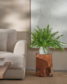 Boston-Fern-60cm-Circle-Cement-Grey-Plntd-Lifestyle-28