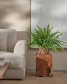 Boston-Fern-60cm-Circle-Corvan-Red-Plntd-Lifestyle-30