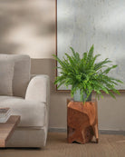 Boston-Fern-60cm-Circle-Olive-Green-Plntd-Lifestyle-31