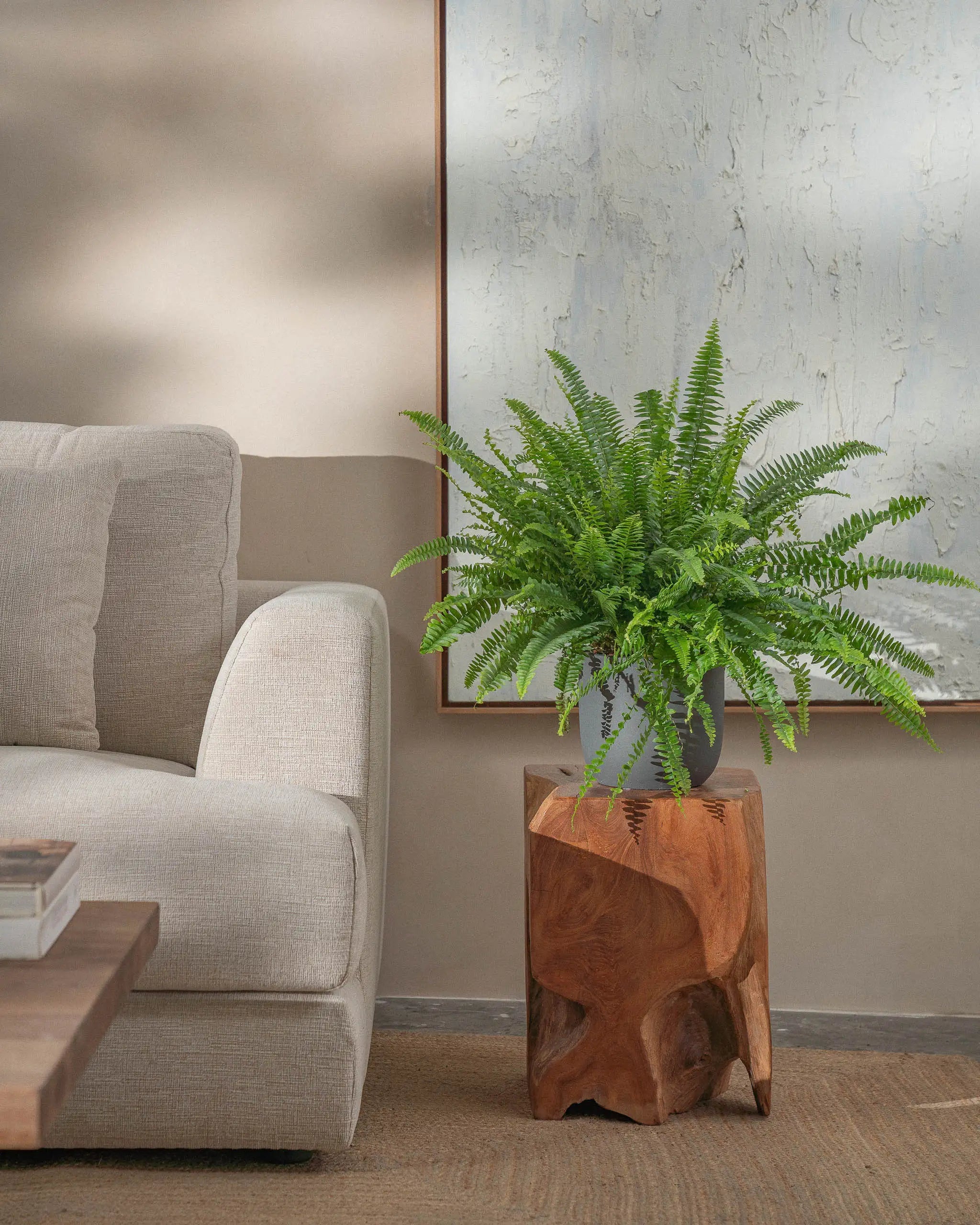 Boston-Fern-60cm-Round-Ember-Plntd-Lifestyle-35