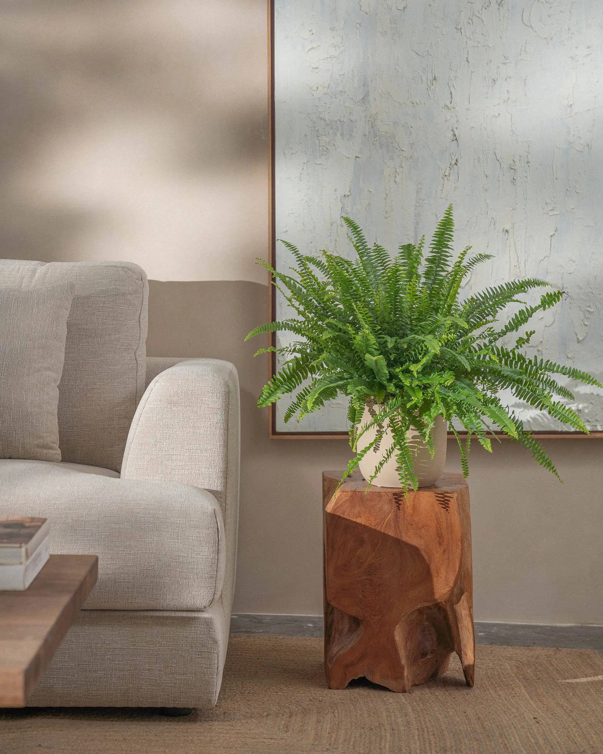 Boston-Fern-60cm-Round-Sand-Plntd-Lifestyle-34