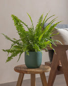 Boston-Fern-Plntd-Lifestyle-10