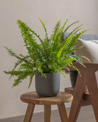 Boston-Fern-Plntd-Lifestyle-12