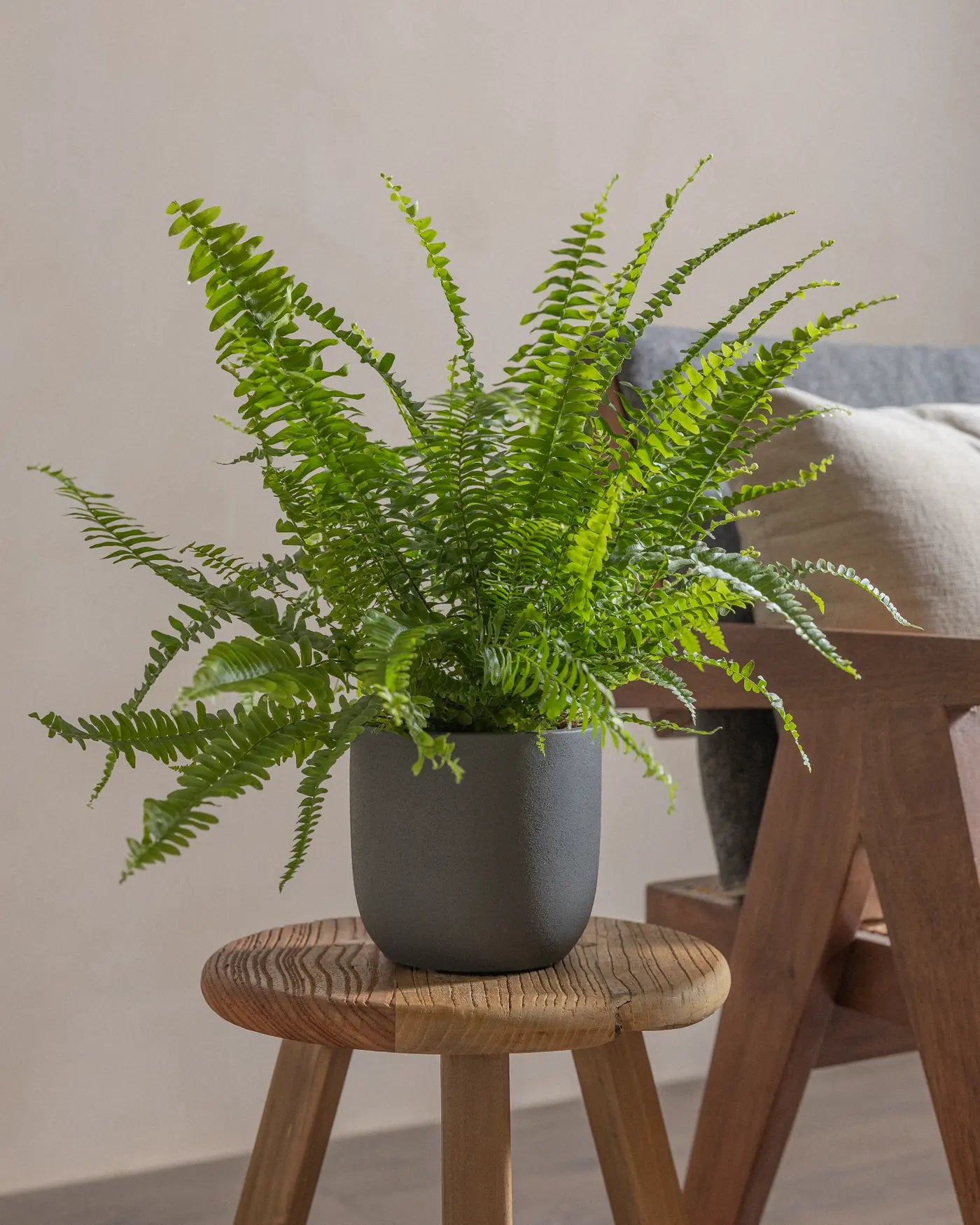 Boston-Fern-Plntd-Lifestyle-12