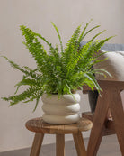 Boston-Fern-Plntd-Lifestyle-17
