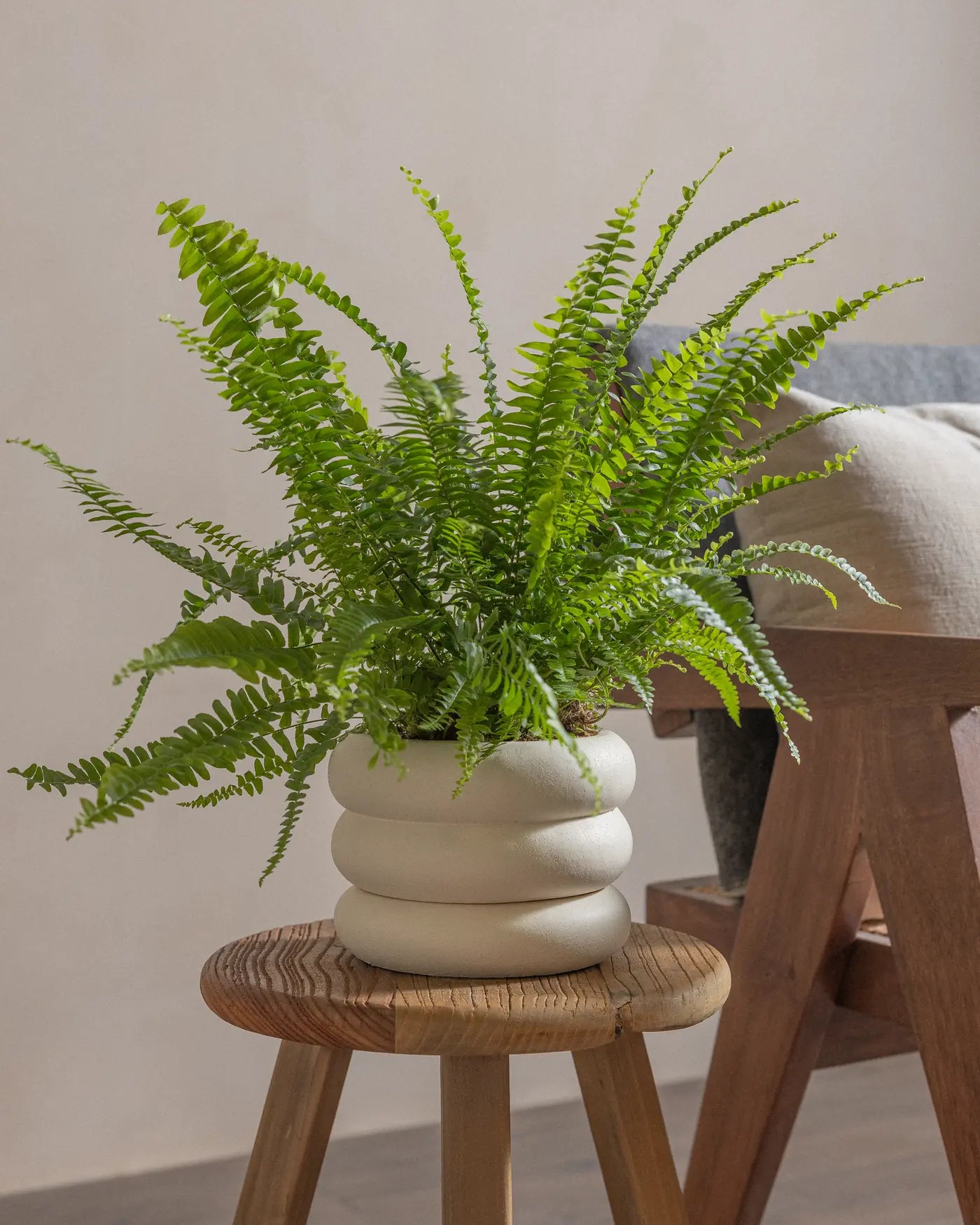 Boston-Fern-Plntd-Lifestyle-17