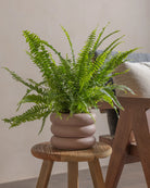 Boston-Fern-Plntd-Lifestyle-18