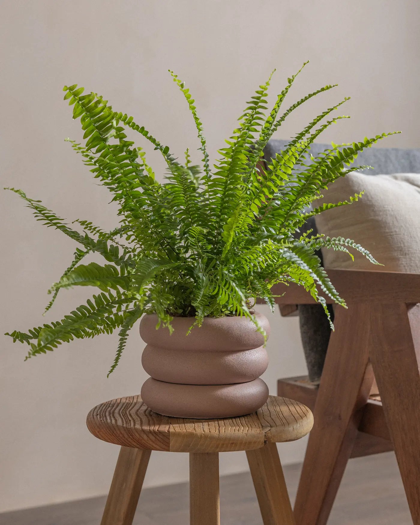 Boston-Fern-Plntd-Lifestyle-18