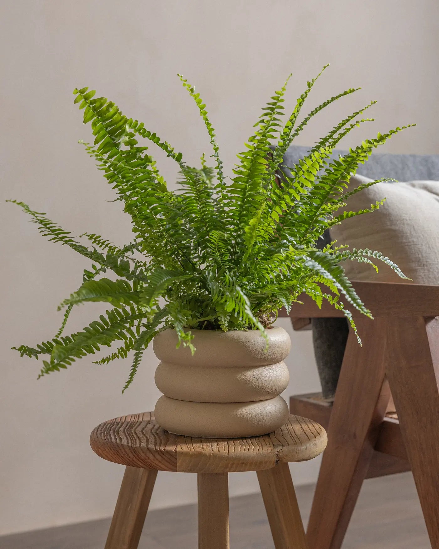 Boston-Fern-Plntd-Lifestyle-21