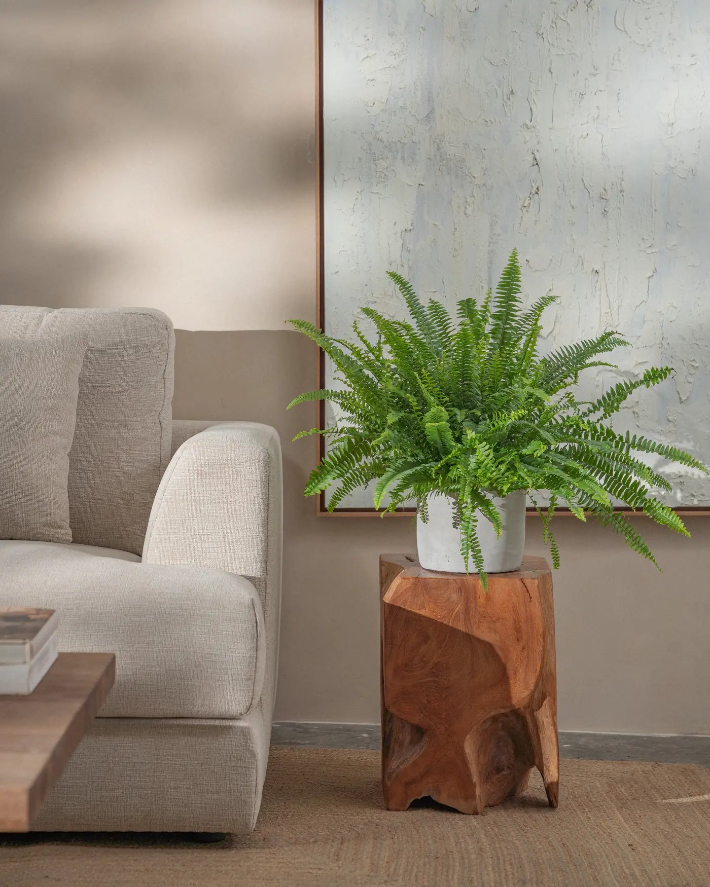 Boston-Fern-Plntd-Lifestyle-27
