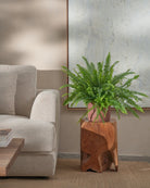 Boston-Fern-Plntd-Lifestyle-28