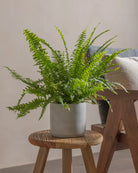 Boston-Fern-Plntd-Lifestyle-3