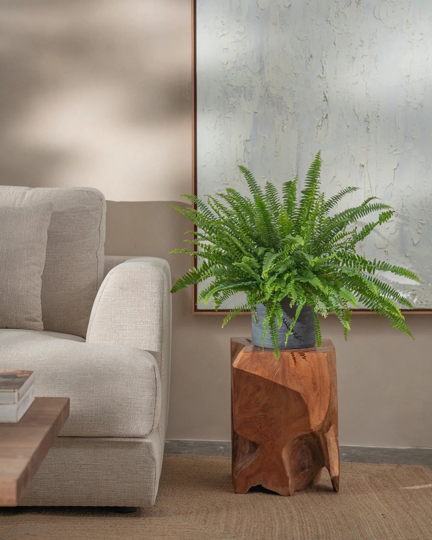 Boston-Fern-Plntd-Lifestyle-30