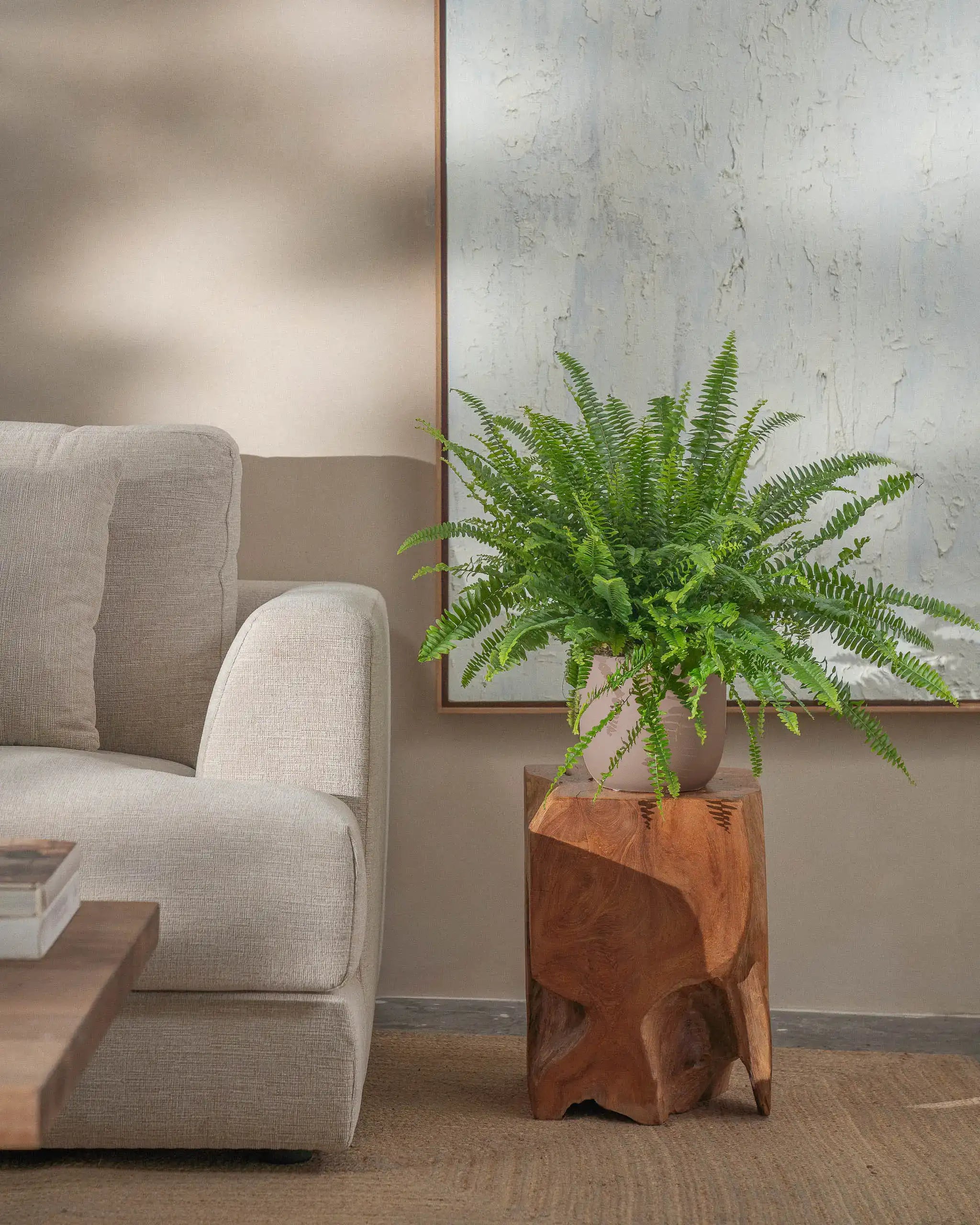 Boston-Fern-Plntd-Lifestyle-37