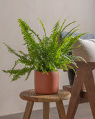 Boston-Fern-Plntd-Lifestyle-4
