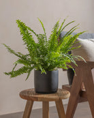 Boston-Fern-Plntd-Lifestyle-6