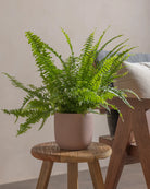 Boston-Fern-Plntd-Lifestyle-8