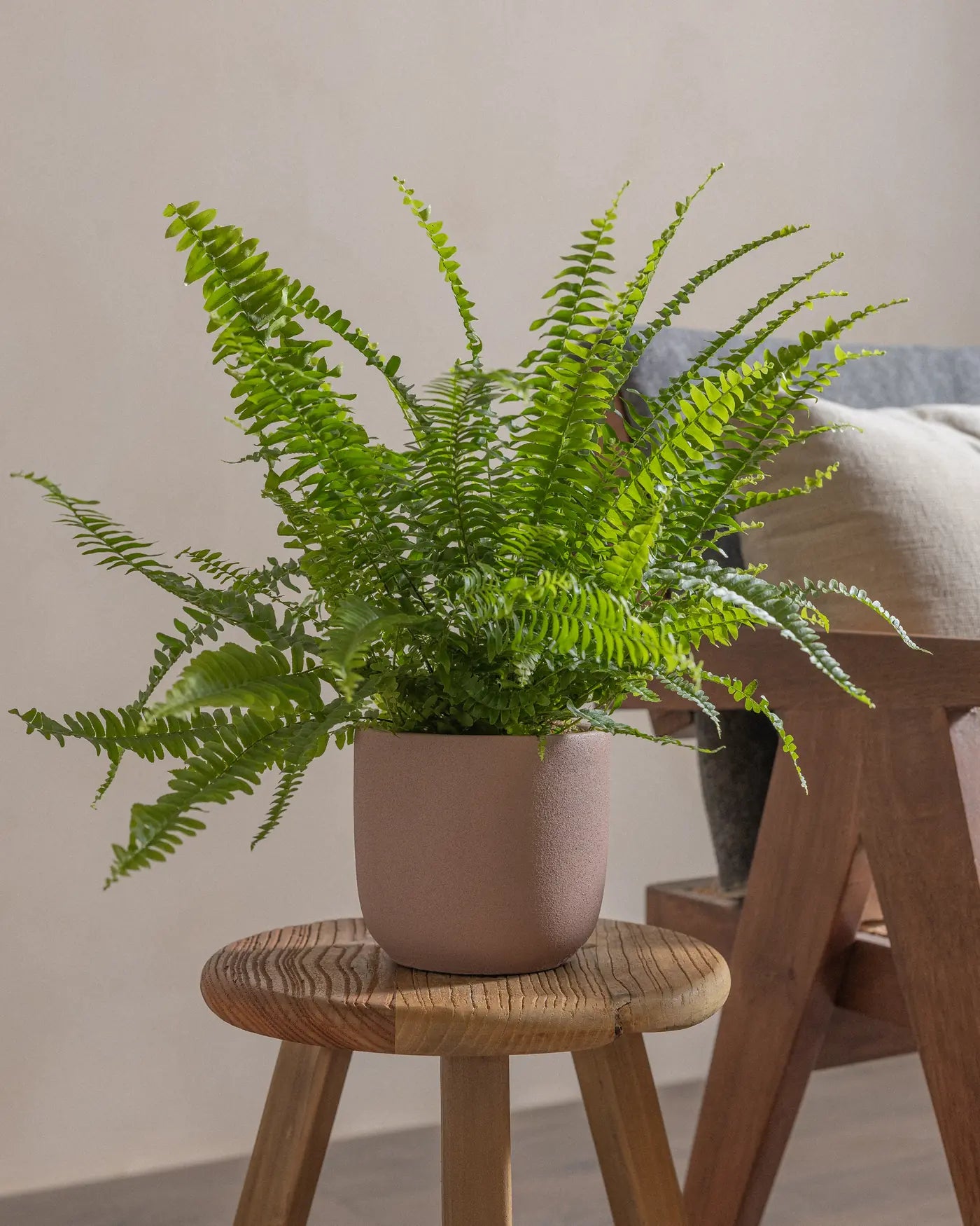 Boston-Fern-Plntd-Lifestyle-8