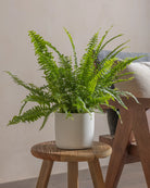 Boston-Fern-Plntd-Lifestyle