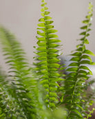 Boston-Fern-Plntd-Macro-3