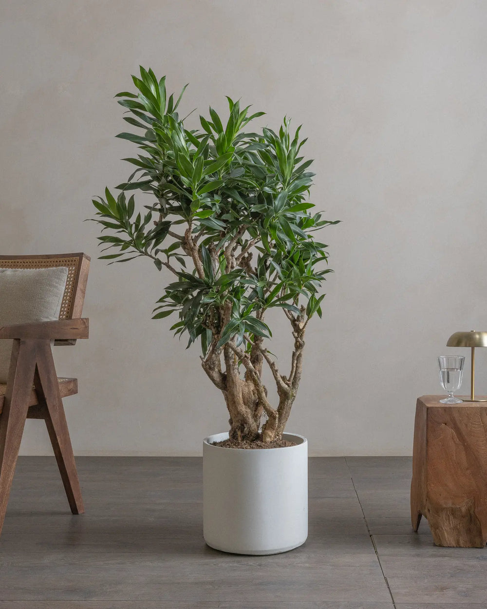 Branched-Dragon-Tree-110cm-Circle-Chalk-White-Plntd-Lifestyle