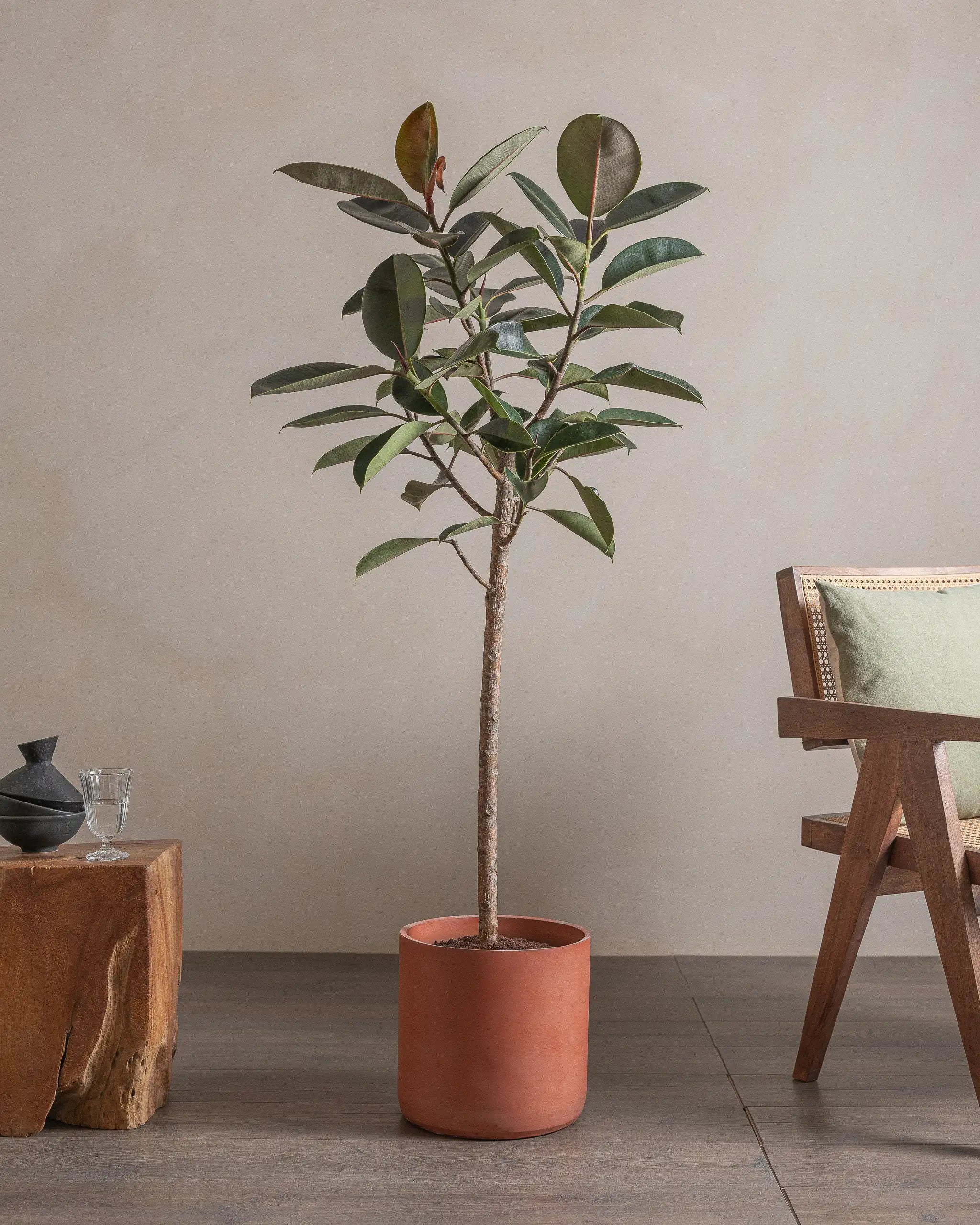 Branched-Rubber-Tree-150cm-Circle-Corvan-Red-Plntd-Lifestyle-6
