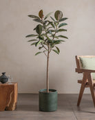 Branched-Rubber-Tree-150cm-Circle-Olive-Green-Plntd-Lifestyle-7