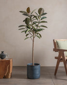 Branched-Rubber-Tree-150cm-Circle-Teia-Blue-Plntd-Lifestyle-5