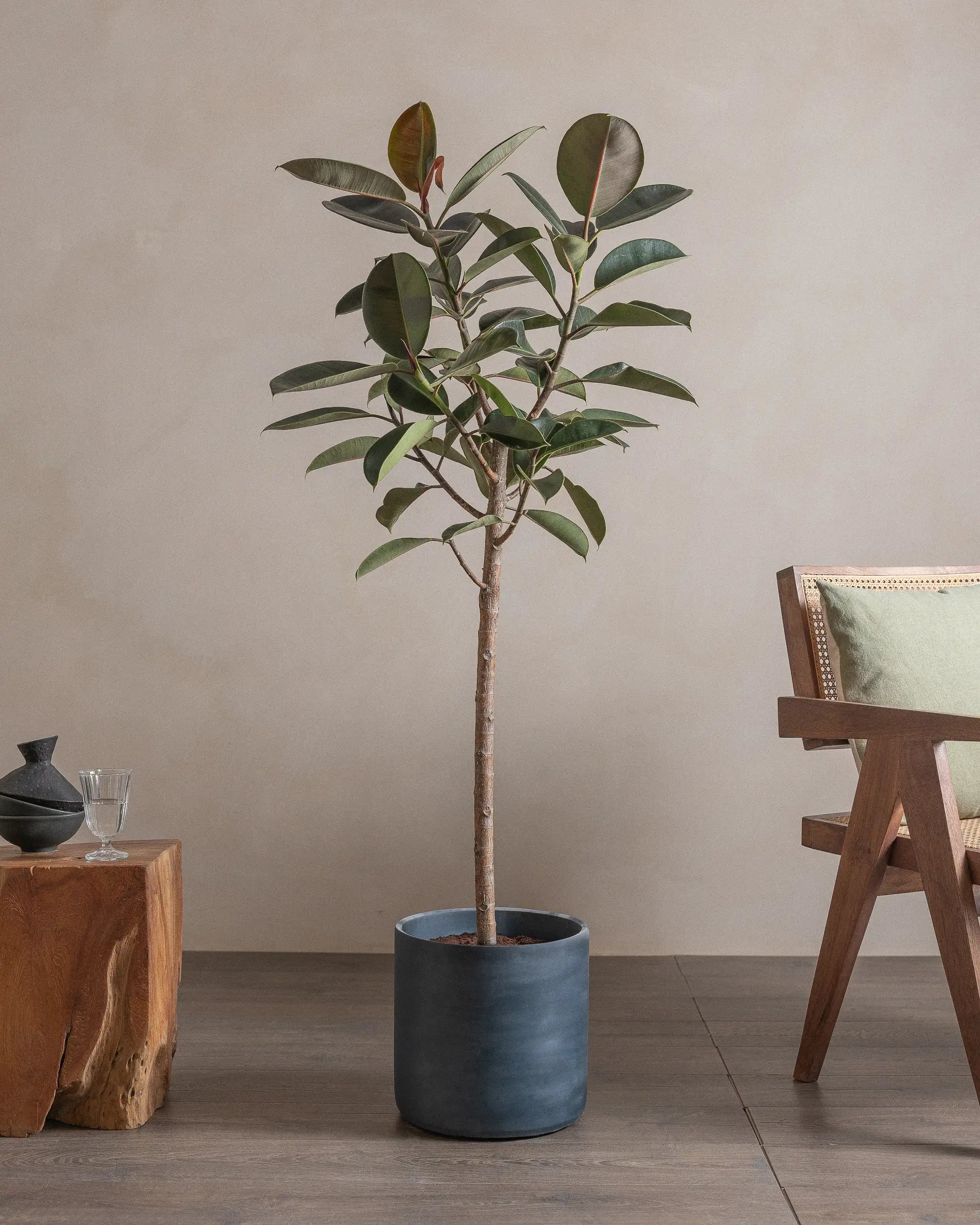 Branched-Rubber-Tree-150cm-Circle-Teia-Blue-Plntd-Lifestyle-5