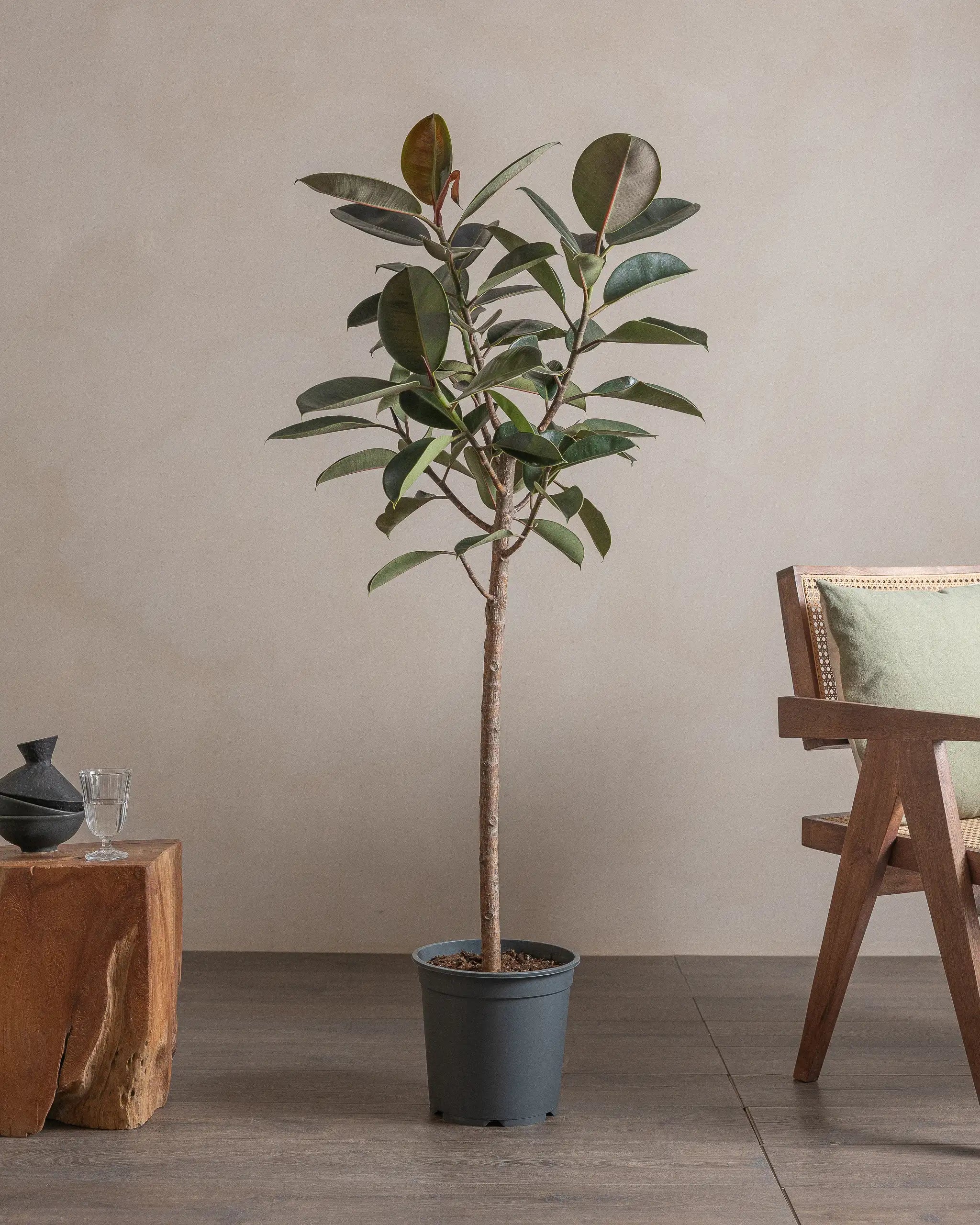 Branched-Rubber-Tree-150cm-Nursery-Default-Plntd-Lifestyle