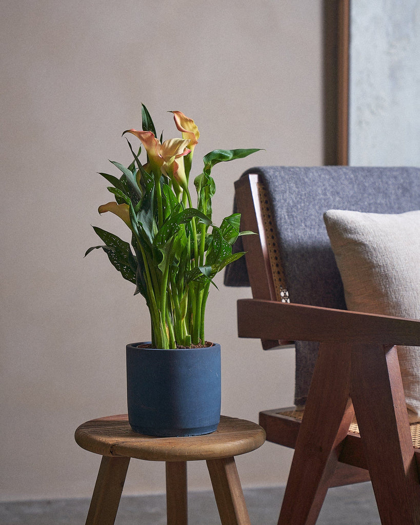 Calla Lily Sunrise-40cm-Circle-Teia Blue-Plntd-Lifestyle