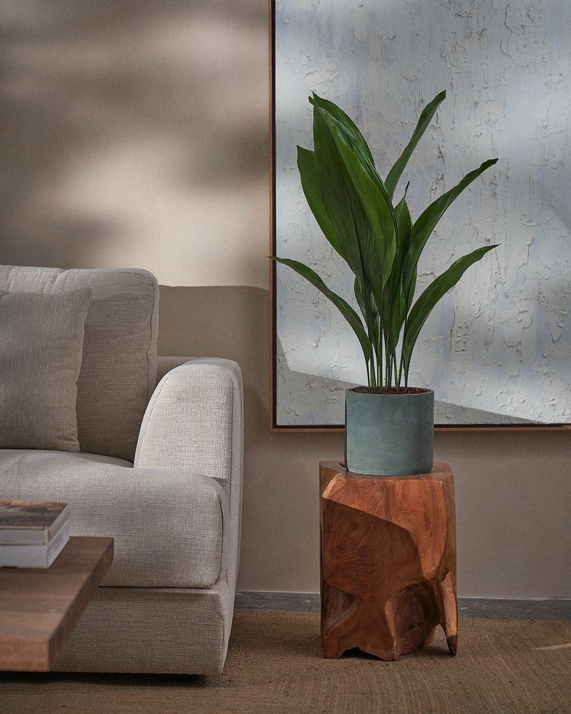 Cast Iron Plant-70cm-Circle-Olive Green-Plntd-Lifestyle