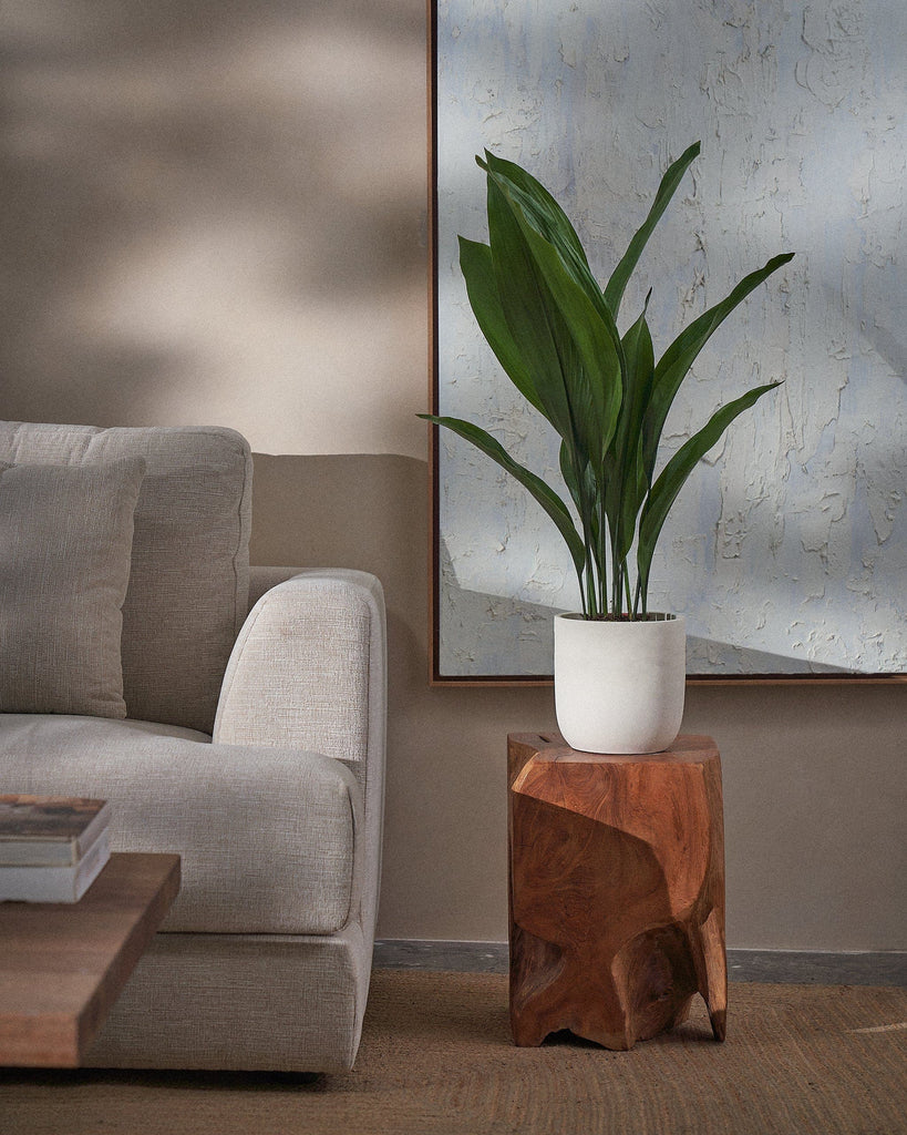 Cast Iron Plant-70cm-Round-Chalk White-Plntd-Lifestyle