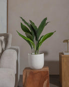 Cast-Iron-Plant-70cm-Round-Chalk-White-Plntd-Lifestyle-85