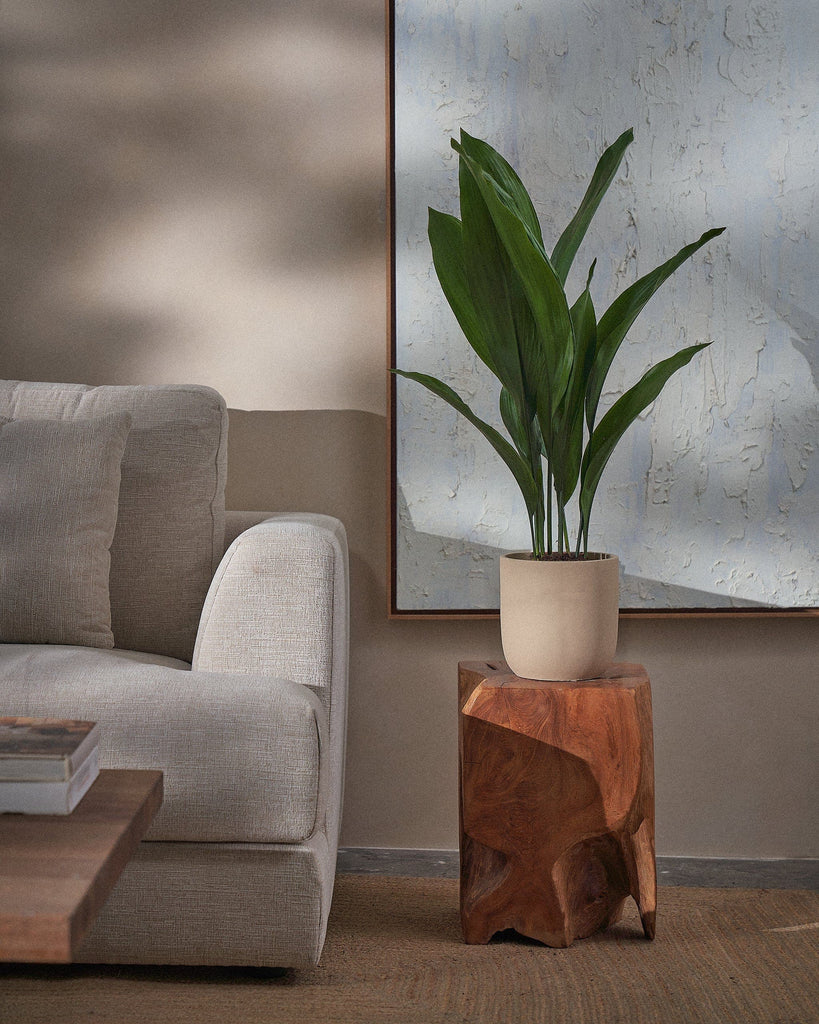 Cast Iron Plant-70cm-Round-Sand-Plntd-Lifestyle