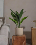 Cast-Iron-Plant-70cm-Round-Sand-Plntd-Lifestyle-86