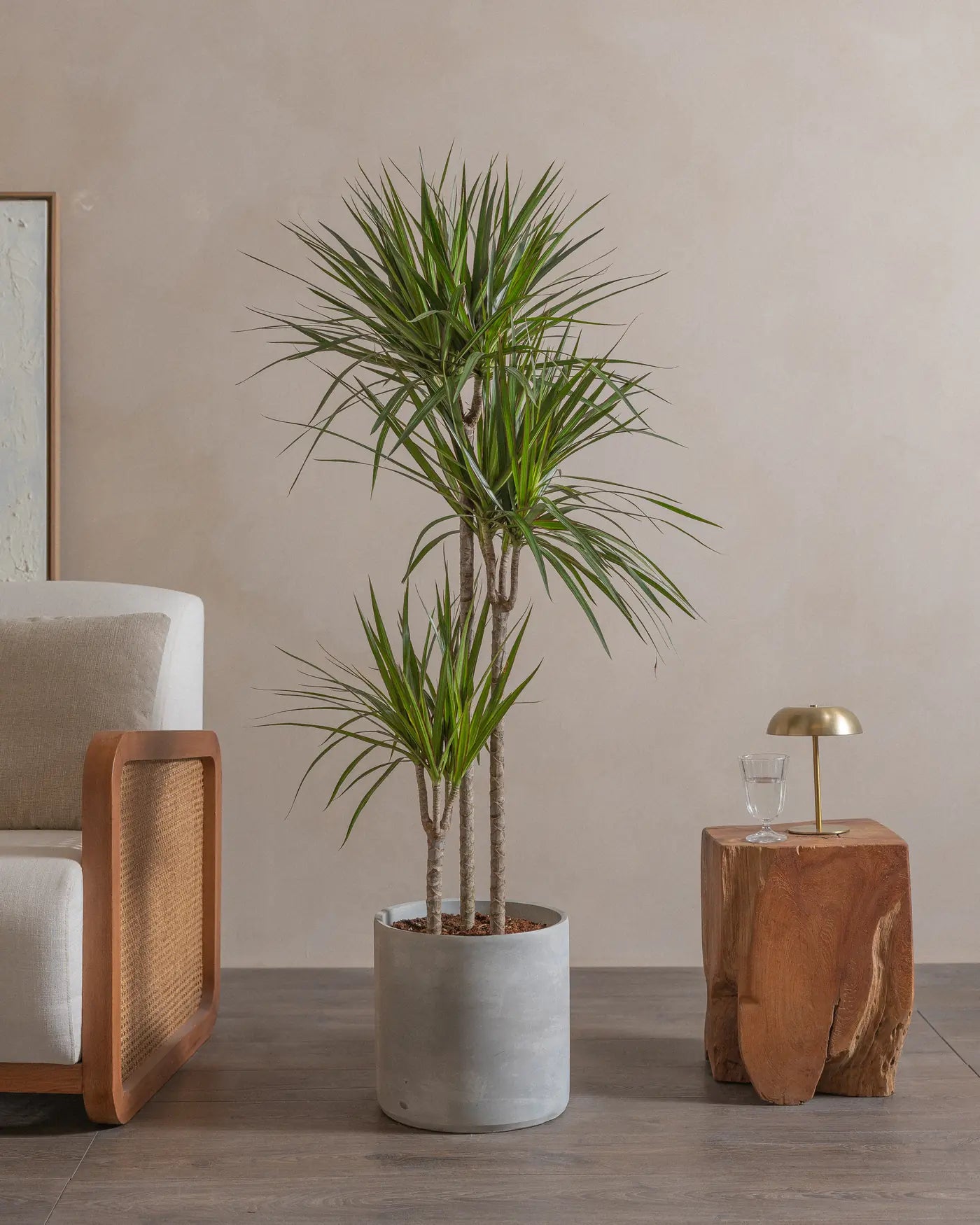 Crimson-Dragon-Tree-150cm-Circle-Cement-Grey-Plntd-Lifestyle-20