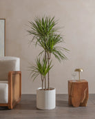 Crimson-Dragon-Tree-150cm-Circle-Chalk-White-Plntd-Lifestyle-18