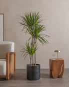 Crimson-Dragon-Tree-150cm-Circle-Charcoal-Black-Plntd-Lifestyle-23