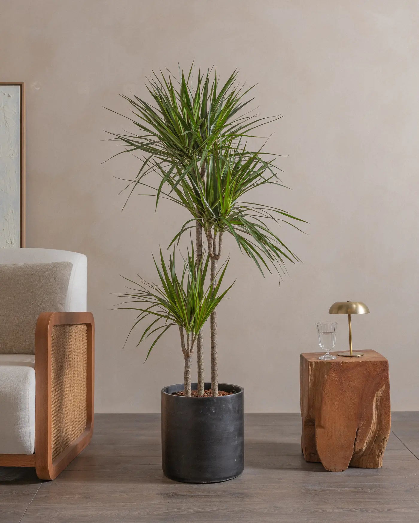 Crimson-Dragon-Tree-150cm-Circle-Charcoal-Black-Plntd-Lifestyle-23