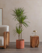 Crimson-Dragon-Tree-150cm-Circle-Corvan-Red-Plntd-Lifestyle-21