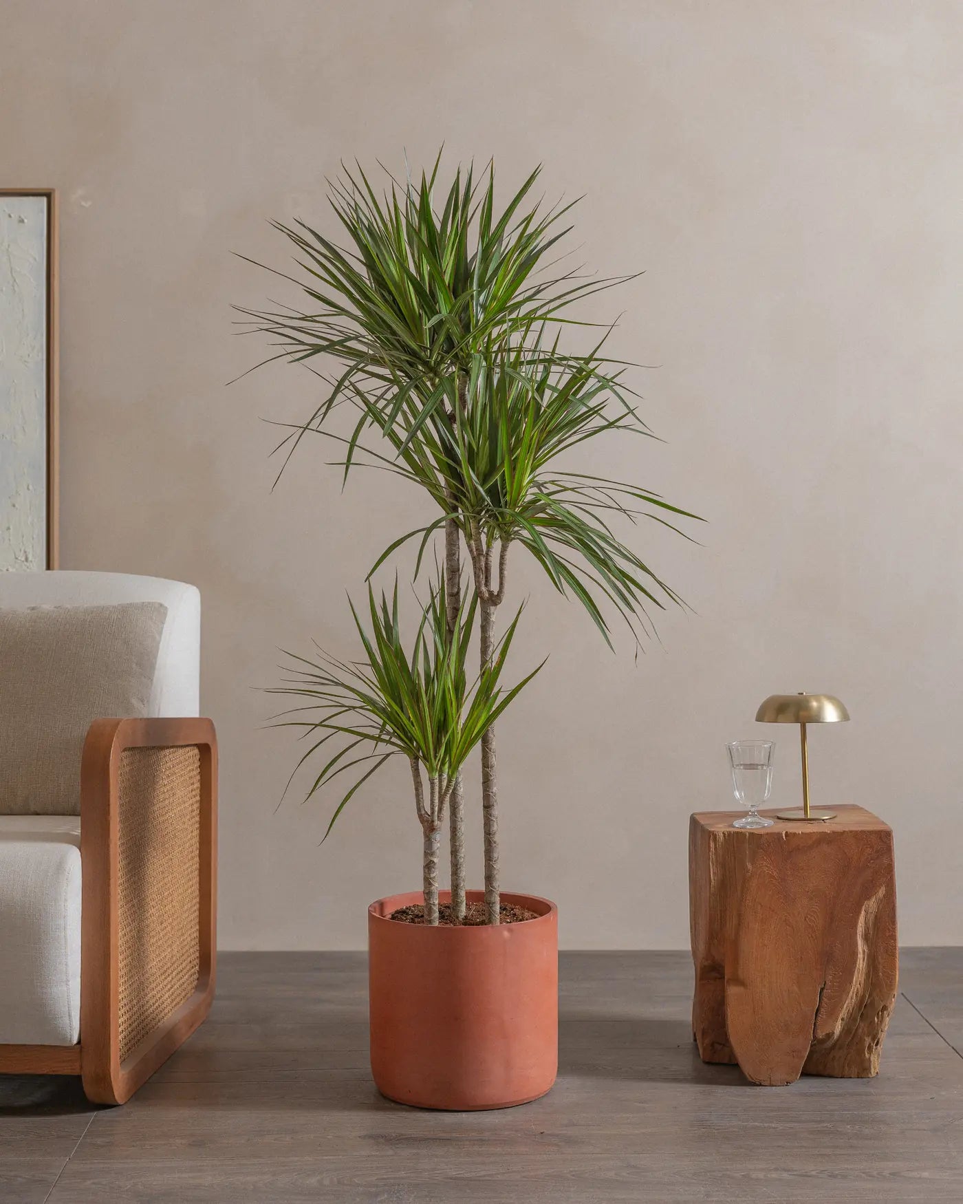 Crimson-Dragon-Tree-150cm-Circle-Corvan-Red-Plntd-Lifestyle-21