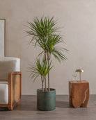 Crimson-Dragon-Tree-150cm-Circle-Olive-Green-Plntd-Lifestyle-22