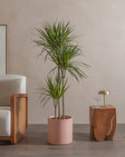 Crimson-Dragon-Tree-150cm-Circle-Rose-Pink-Plntd-Lifestyle-19