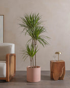 Crimson-Dragon-Tree-150cm-Circle-Rose-Pink-Plntd-Lifestyle-3