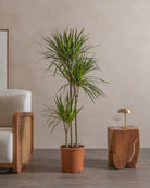 Crimson-Dragon-Tree-150cm-Nursery-Default-Plntd-Lifestyle-17