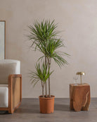 Crimson-Dragon-Tree-150cm-Nursery-Pot-Default-Plntd-Lifestyle-17