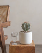 Dome-Cactus-25cm-Circle-Chalk-White-Plntd-Lifestyle-8